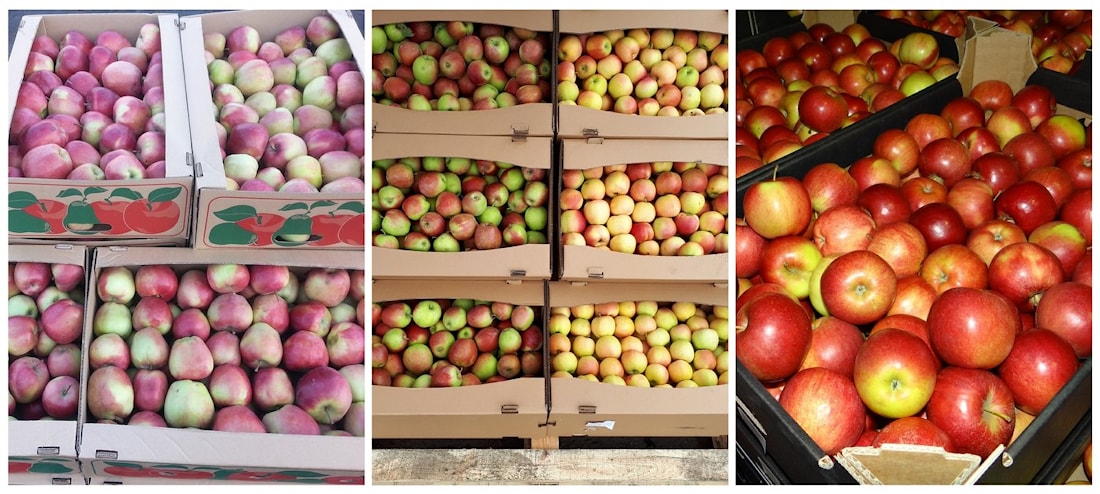 Белорусские яблоки фото Белорусские яблоки фото