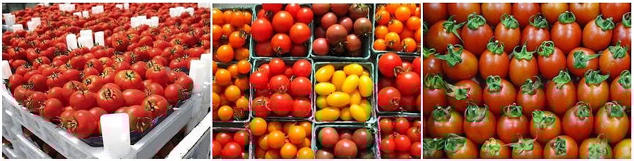 Tomatoes: Benefits of this Common Superfood (with Recipes!) Local farmers market