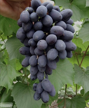 Молдавский виноград  «Кодрянка» уже радует белорусских покупателей своим неповторимым вкусом!